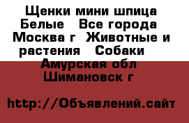 Щенки мини шпица Белые - Все города, Москва г. Животные и растения » Собаки   . Амурская обл.,Шимановск г.